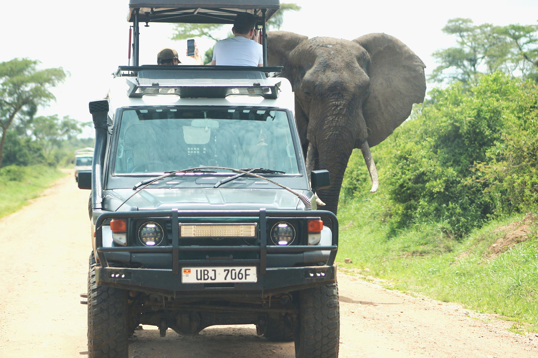 Elephants looks at the car without any threat.