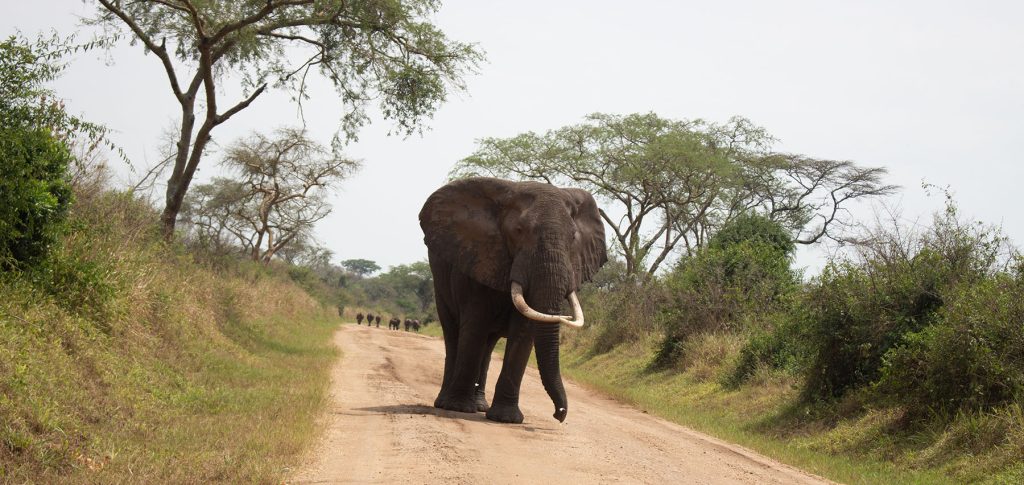 Elephants on National Park Tracks.