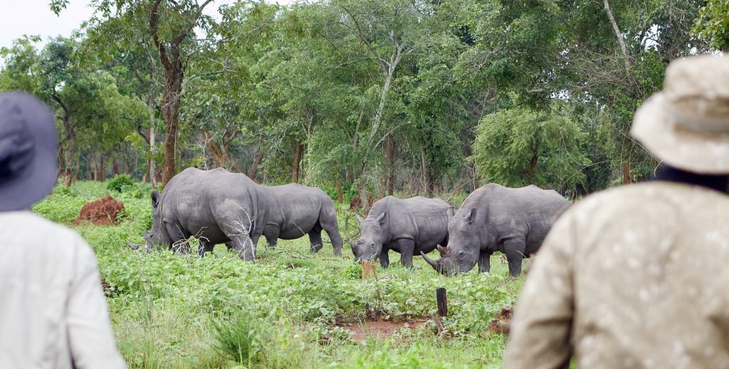 Rhino trekking in Uganda