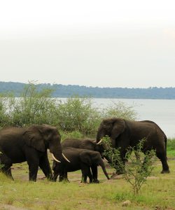 Kabatoro Elephants around the lake in Queen Elizabeth National Park.